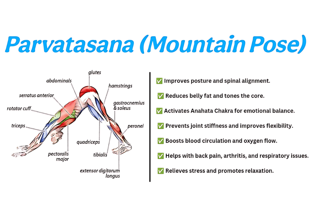 Benefits and the 12 steps of Hatha Yoga Sun Salutation 